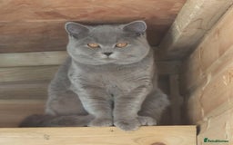 British Shorthair cats for sale: Ready now! Affectionate Black GCCF female - Image 8