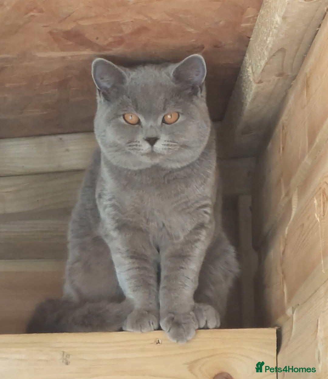 British Shorthair cats for sale: Ready now! Affectionate Black GCCF female - Image 8