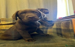 Labrador Retriever dogs for sale: Labrador Retriever puppies - Image 13