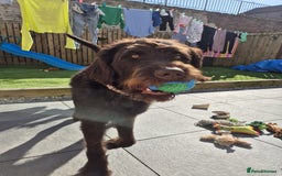 Labradoodle dogs for sale: charlie  - Image 1