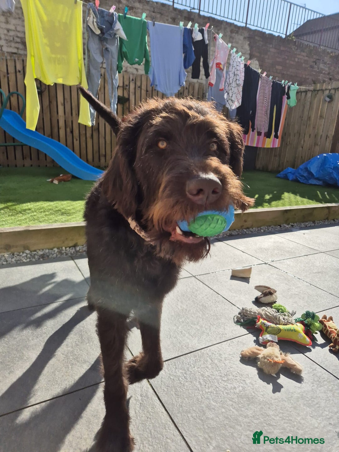 Labradoodle dogs for sale: charlie  - Image 1