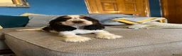 Cocker Spaniel dogs for sale: Show Type Cocker Spaniel Puppies - Advert 11