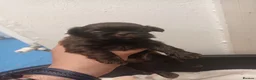 Shih Tzu dogs for sale: 2 imperial shih tzu pups  in Bolton - Advert 9