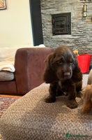 Cocker Spaniel dogs - Advert 6