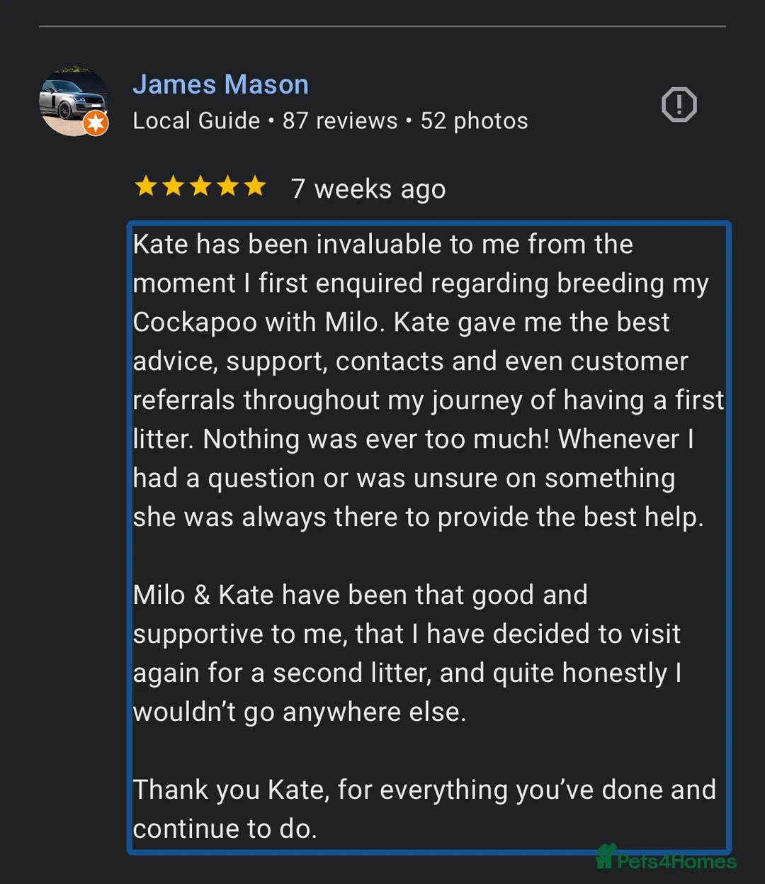 Miniature Poodle dogs for stud: Red Miniature poodle stud- kc reg and health tests in Tonbridge - Advert 7