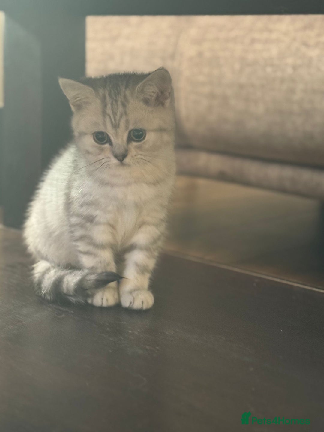 British Shorthair cats for sale: 2 TICA registered BSH kittens  - Advert 30
