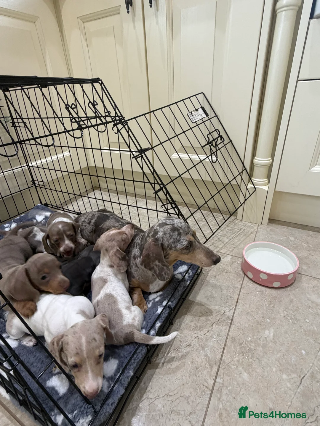 Miniature Dachshund dogs for sale: Miniature dachshund puppies for sale  - Advert 5