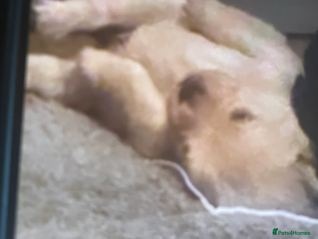 Mixed Breed dogs for sale: Norfolk terrier Cross by French bull bulldog cross - Advert 14