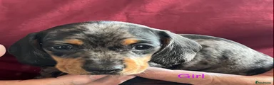 Miniature Dachshund Puppy 4