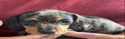 Miniature Dachshund dogs for sale: Beautiful mini dachshund  in Sandy - Advert 5