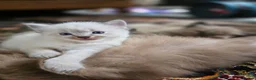 Ragdoll cats for sale: Beautiful Ragdoll Kittens - Advert 8