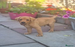 Labrador Retriever dogs for sale: Labrador 2 x boys left FTW Drakeshead Flycatcher   in Blackpool - Image 8