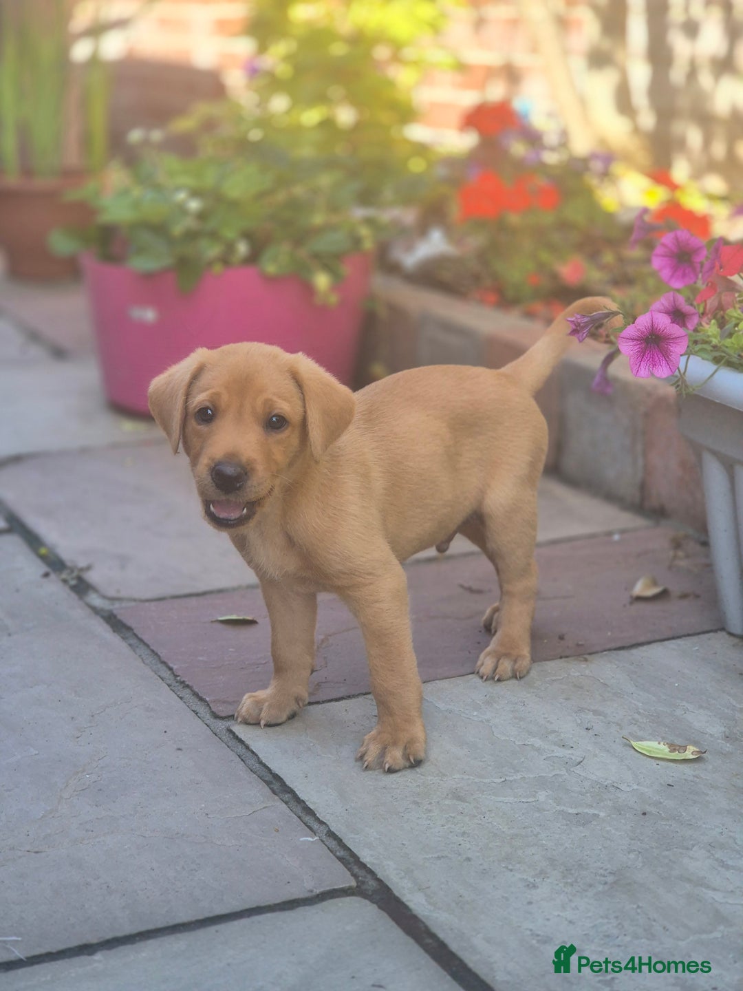 Labrador Retriever dogs for sale: Labrador 2 x boys left FTW Drakeshead Flycatcher   in Blackpool - Image 8