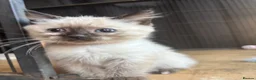 Ragdoll cats for sale: 2 beautiful ragdoll cross girls  - Advert 8