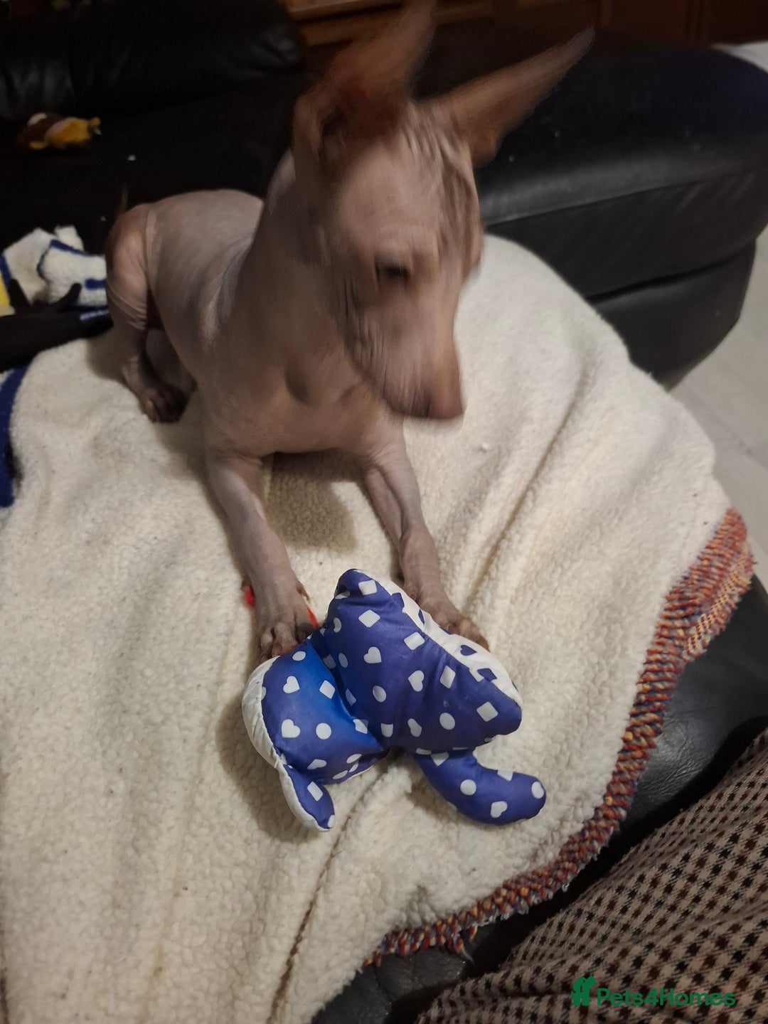 Mexican Hairless dogs for sale: Beautiful little boy 18week old - Advert 6