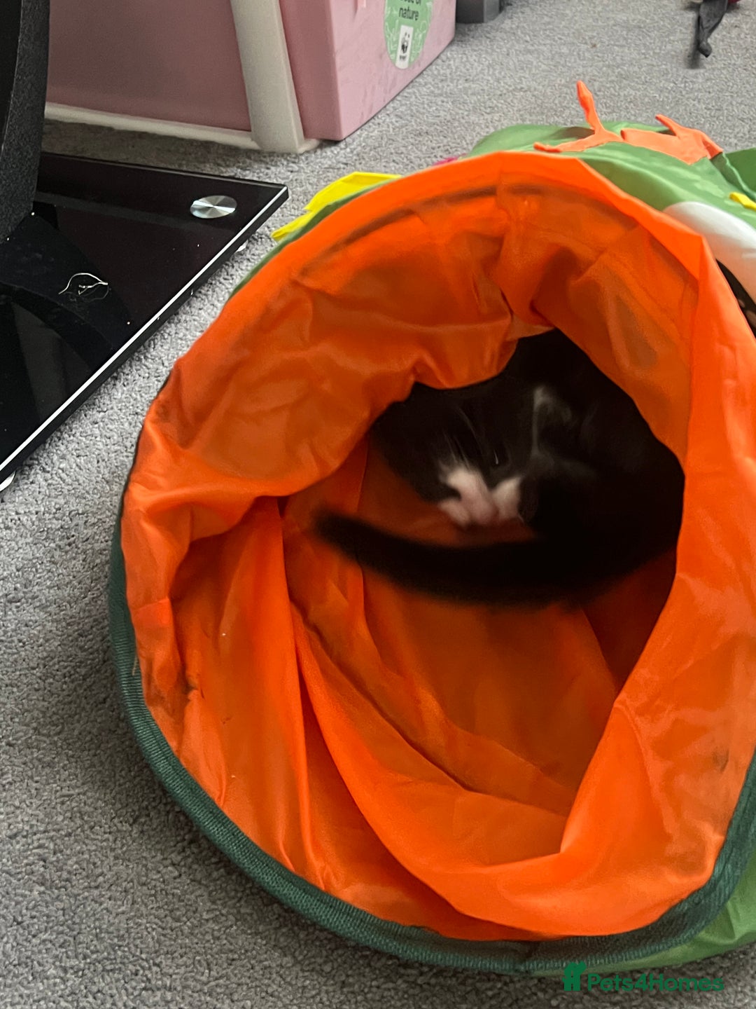 British Shorthair cats for sale: 11 Week Old Male Kitten Black & White Shorthair - Advert 13