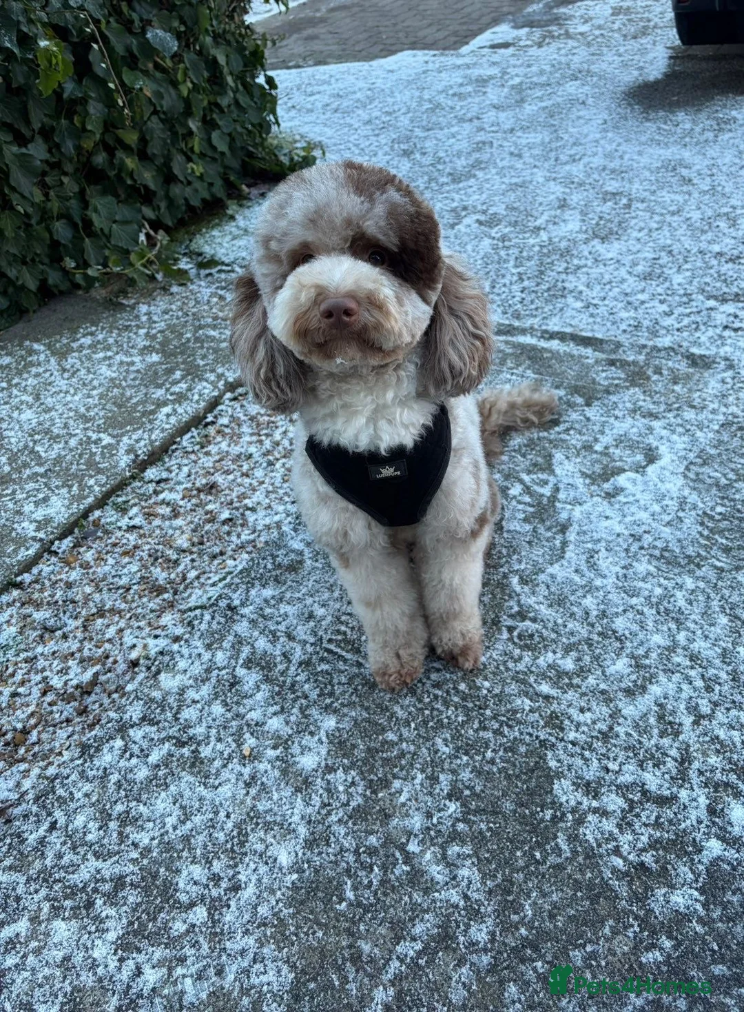 Cavapoochon dogs for sale: MERLE CAVAPOOCHON READY NOW  - Advert 11