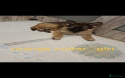 German Shepherd dogs for sale: 🐾Adorable 8-Week-Old German shepherd puppies🐾 - Image 13
