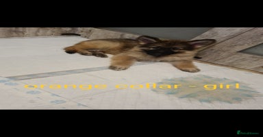 German Shepherd dogs - Advert 8
