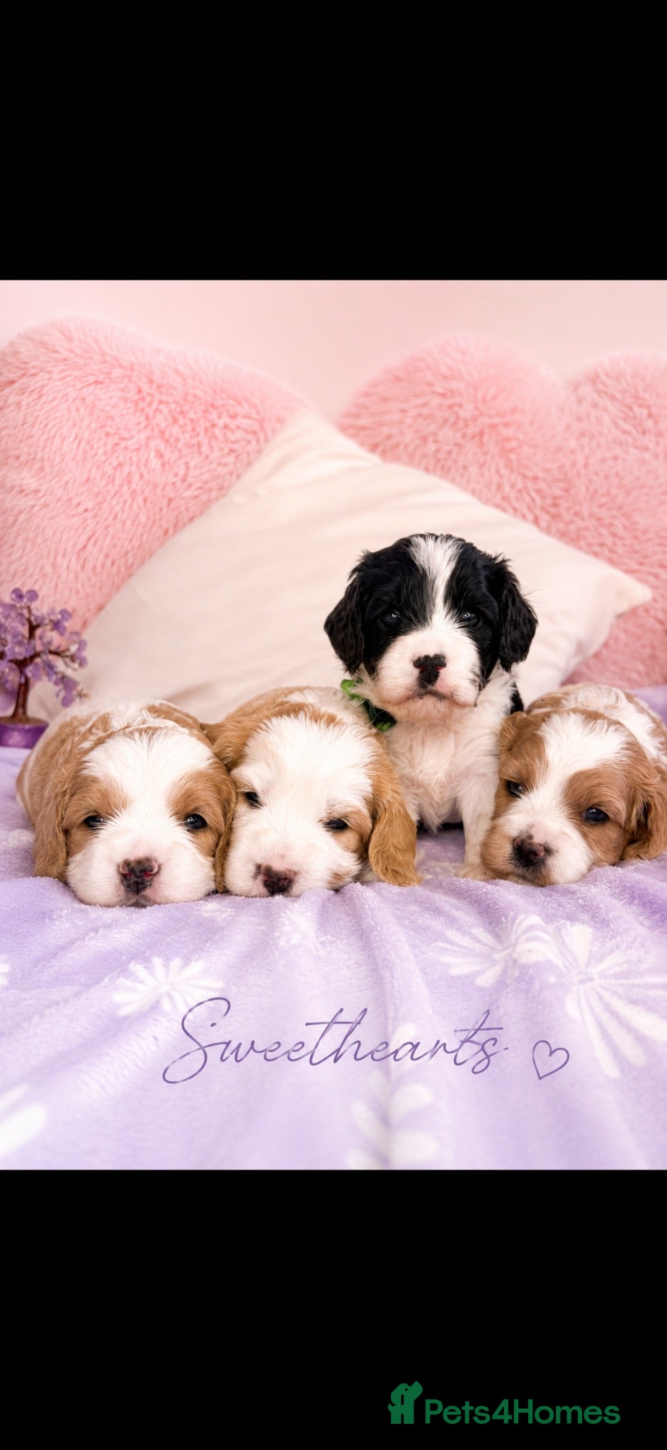 Cavapoo dogs 🧸F1 cavapoo temperament&health tested Kc parent🐻 - Advert 18