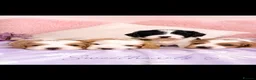Cavapoo dogs for sale: 🧸F1 cavapoo temperament&health tested Kc parent🐻 - Advert 2