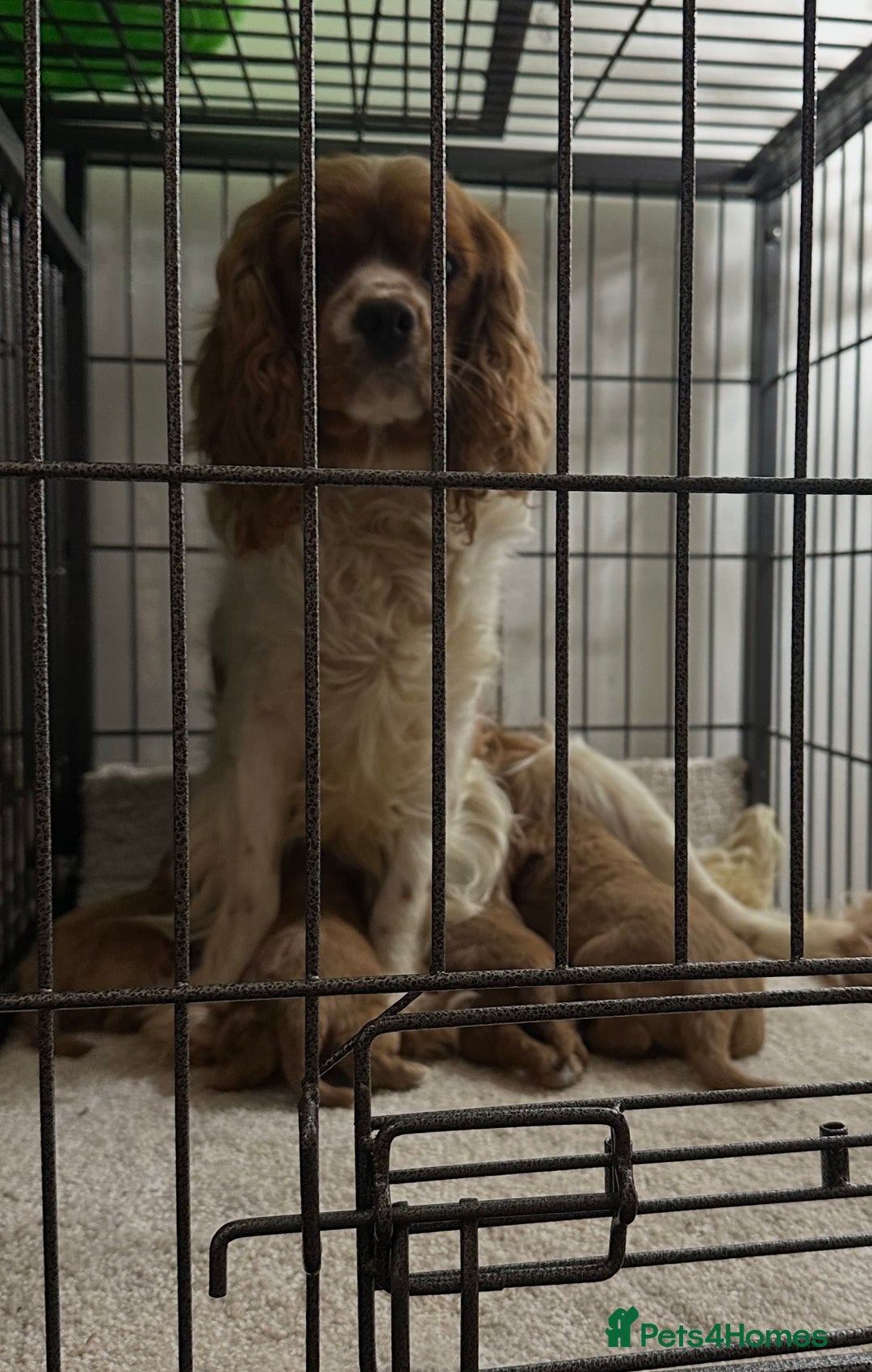 Cavapoo dogs for sale: Fully health tested Cavapoos’s  - Advert 10