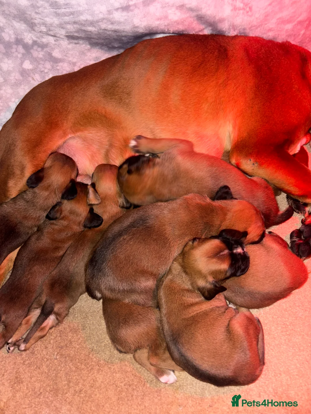 Boxer dogs for sale: 8 beautiful Boxer puppies - Advert 9