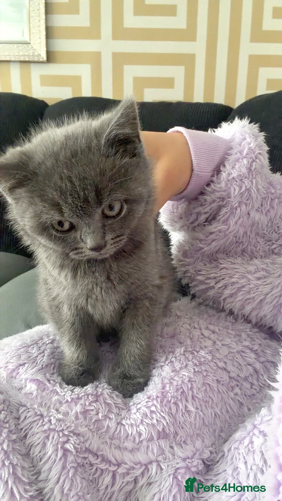 British Shorthair cats for sale: 9 week old Kitten - Advert 1