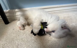 Ragdoll cats for sale:  gccf blue mitted girl champion lines 1 left  - Image 9