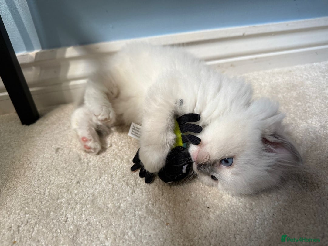 Ragdoll cats for sale:  gccf blue mitted girl champion lines 1 left  - Image 9