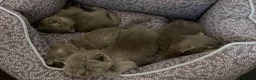 British Shorthair cats for sale: GCCF Registered British Shorthairs / Longhairs - Advert 8