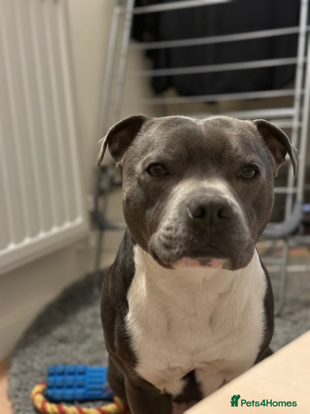 Staffordshire Bull Terrier dogs for stud: Stud son of grand champion yoker  - Advert 4