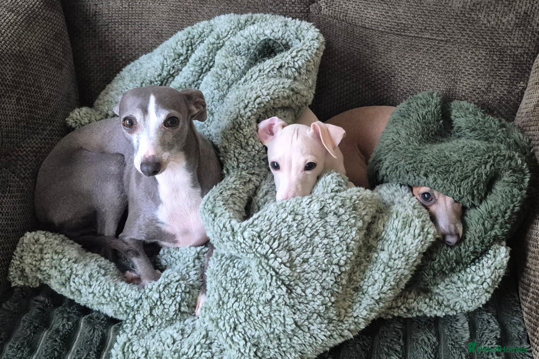 Italian Greyhound dogs for sale: Champion blood line KC Reg Italian Greyhounds - Advert 8