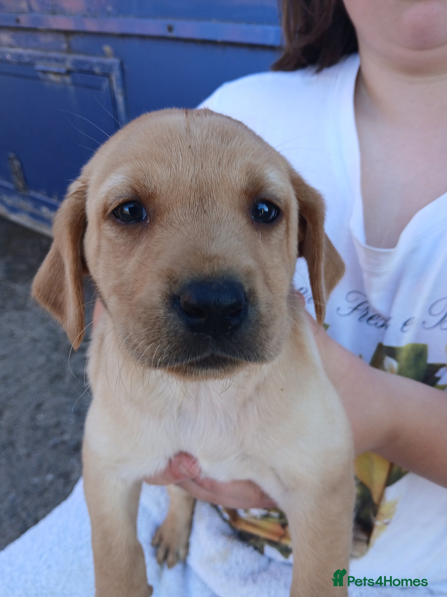 Labrador Retriever dogs for sale: Fabulous litter of golden and fox red lab puppies. - Advert 9