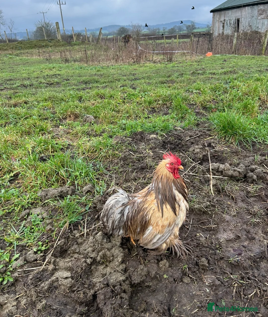 Chickens poultry for sale: Bantam cockerels - Advert 1