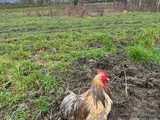 Chickens poultry Bantam cockerel - Advert 10