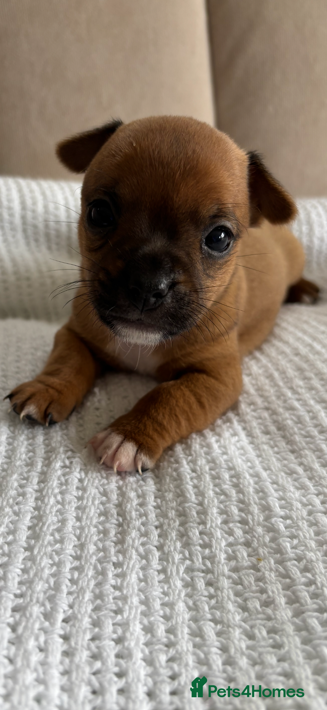Jug dogs for sale: Jug/Jack Russell Pups - Image 2