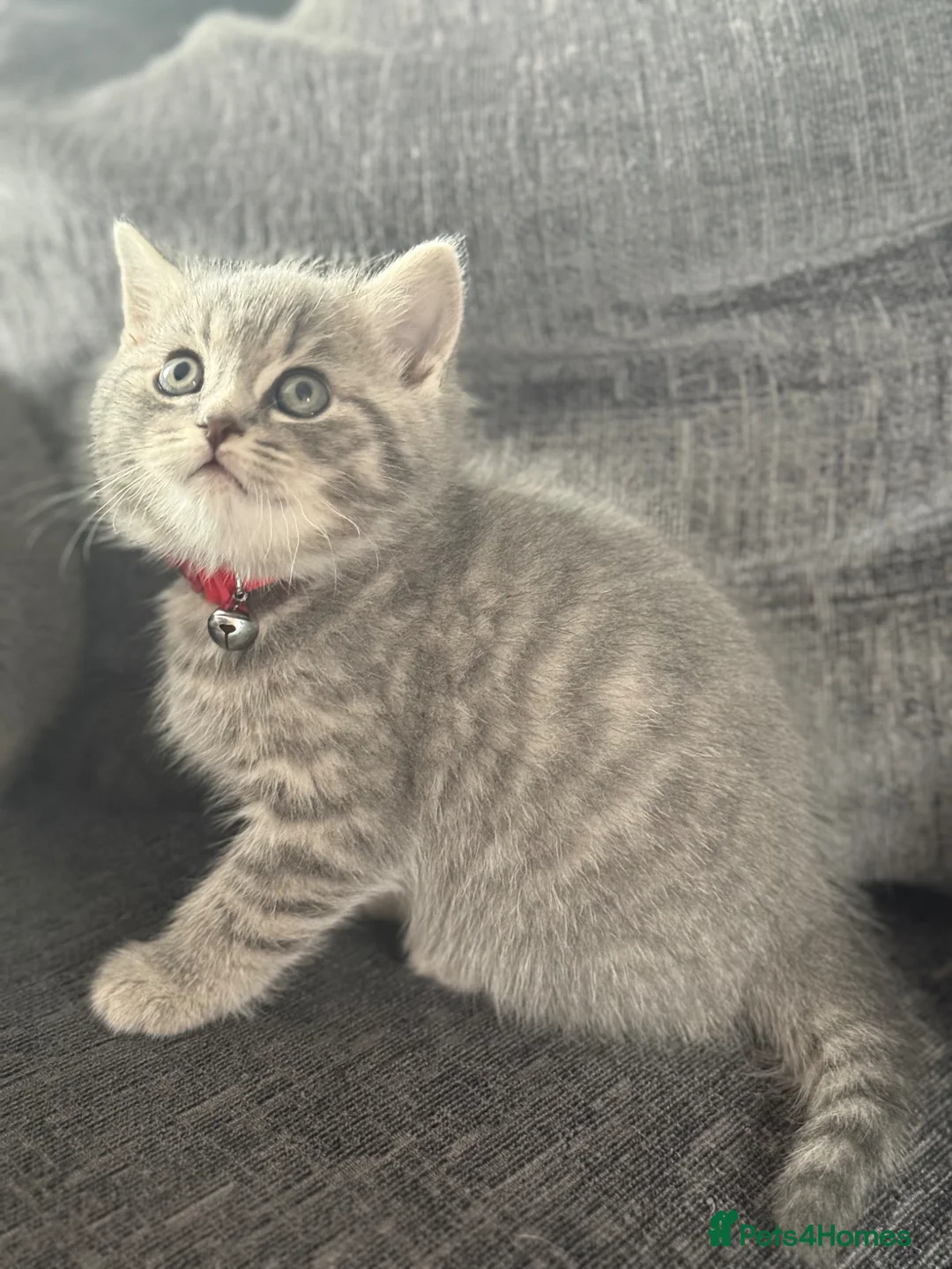 Mixed Breed cats for sale: READY- British Blue x Tabby Male Kitten - Advert 5