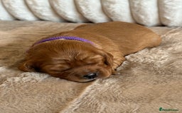 Cavalier King Charles Spaniel dogs for sale: 🐾 KC Registered Health Tested Puppies 🐾 - Image 3