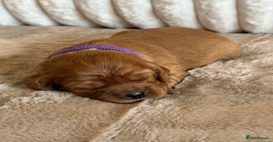 Cavalier King Charles Spaniel dogs - Advert 3