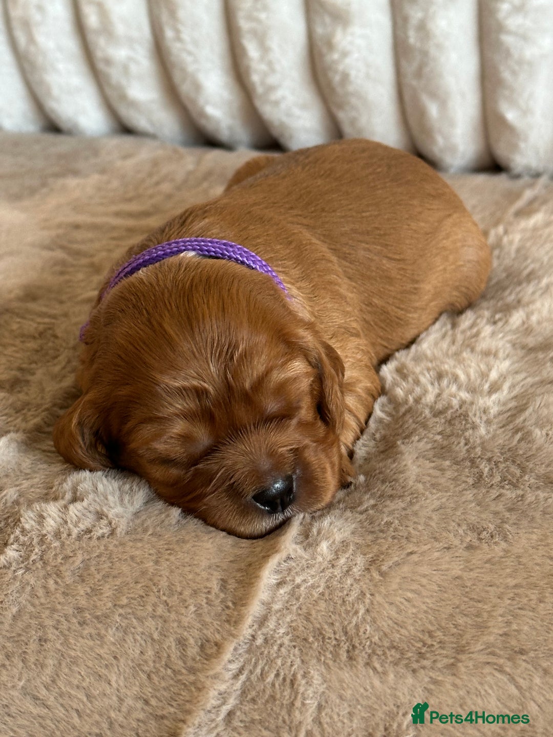 Cavalier King Charles Spaniel dogs for sale: 🐾 KC Registered Health Tested Puppies 🐾 - Image 3