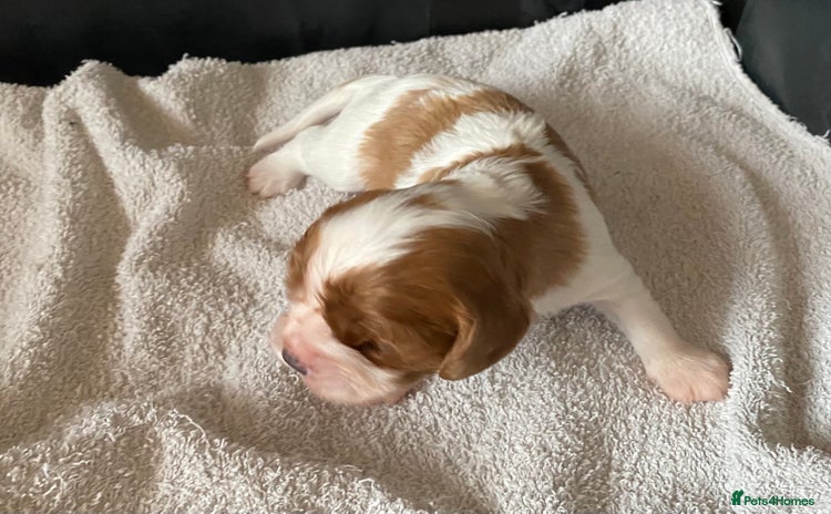 Cavalier King Charles Spaniel dogs - Advert 5