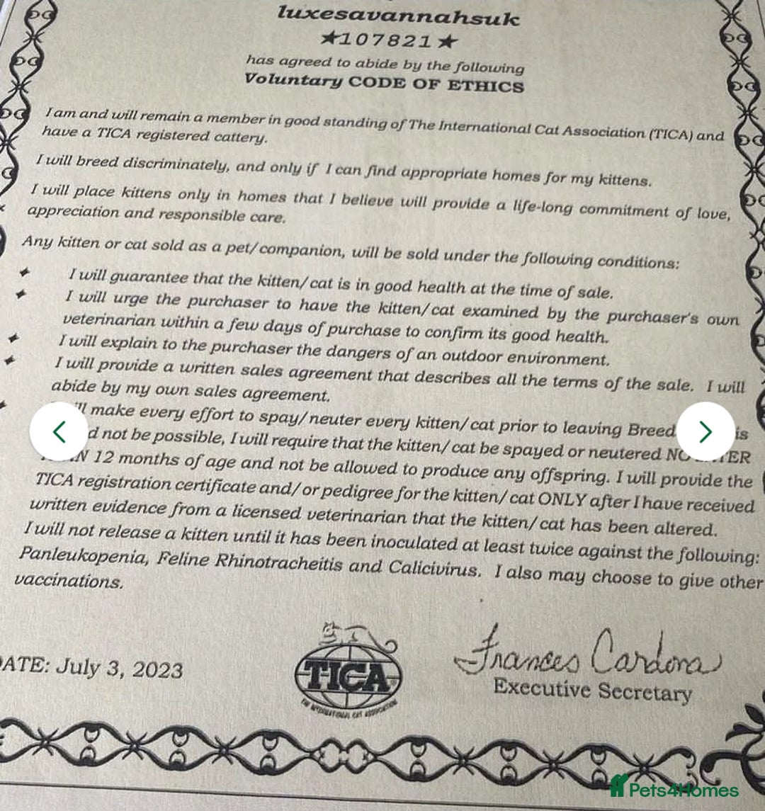 Savannah cats for sale: Stunning and Rare Kiwanga Pedigree F3 Savannahs  - Advert 7