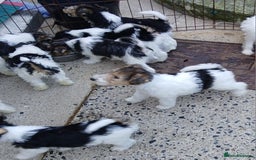 Fox Terrier dogs for sale: KC Reg Wire Fox Terrier Puppies READY NOW - Image 15