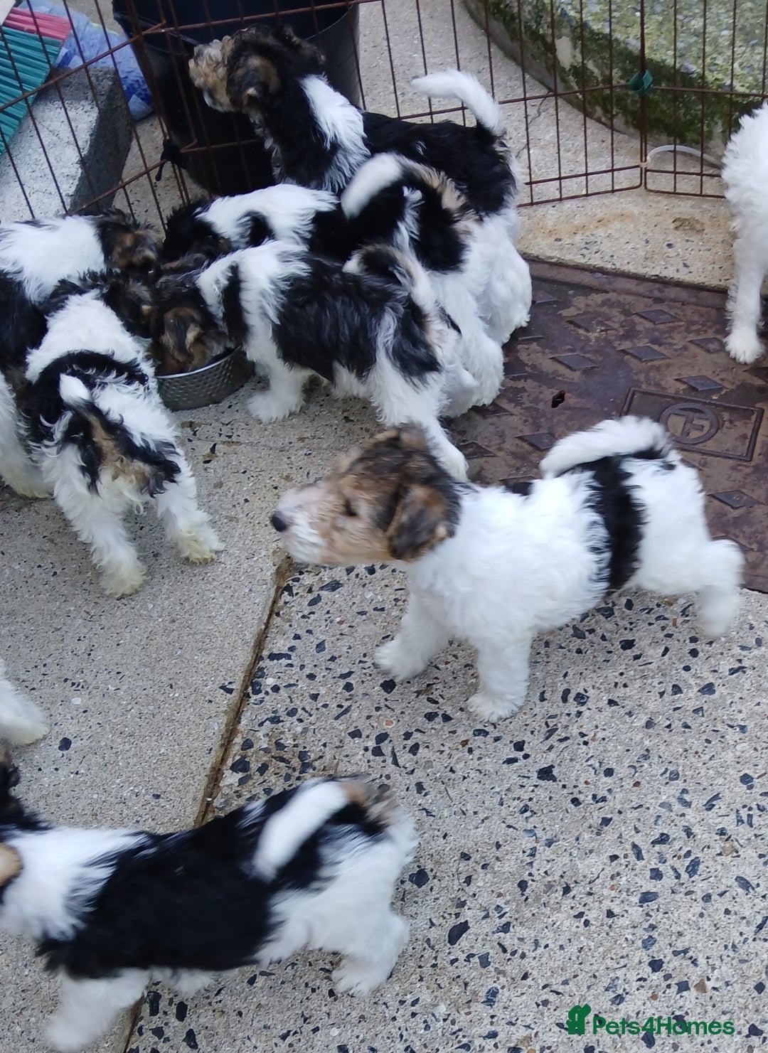 Fox Terrier dogs for sale: KC Reg Wire Fox Terrier Puppies READY NOW - Image 15