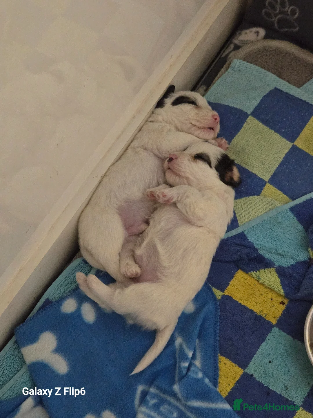 Sealyham Terrier dogs for sale: Sealyham Terrier puppies  - Advert 2