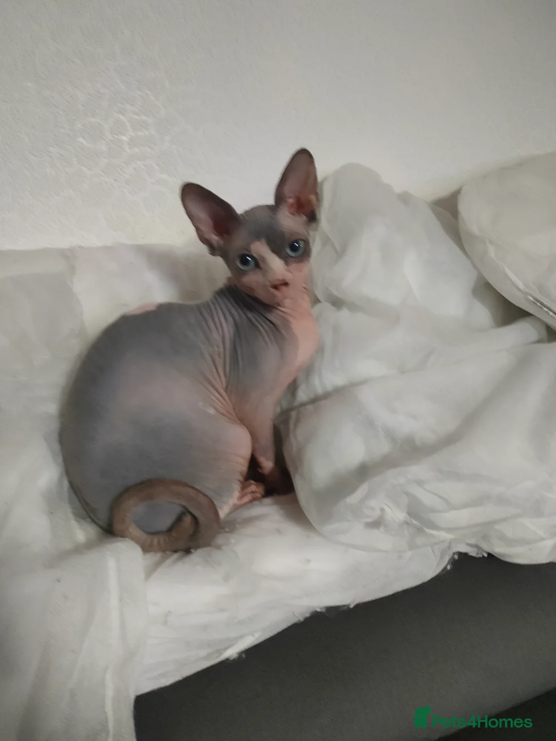 Sphynx cats for sale: Mother and son Sphynx for sale - Advert 1