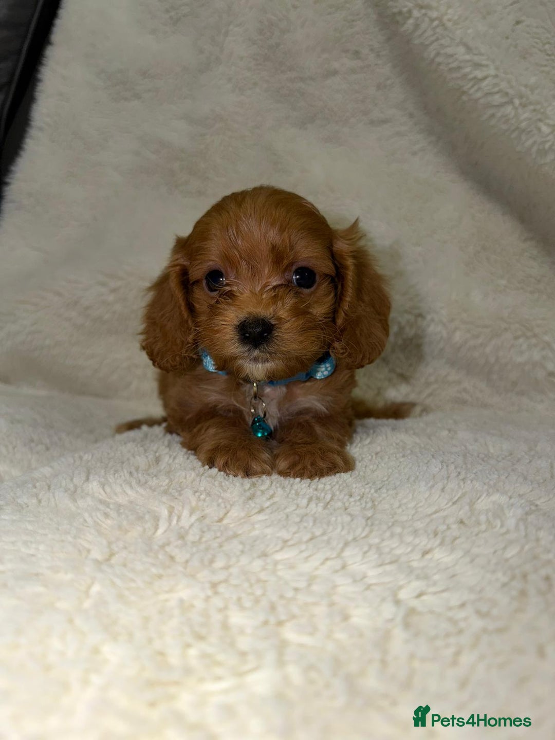 Cavapoo dogs for sale: ❤️Health-Tested, KC-Sired Cavapoo Puppies 🐶 - Advert 4