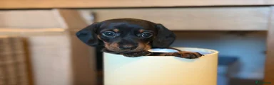 Miniature Dachshund Puppy 3