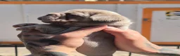 French Bulldog dogs for sale: French bulldogs  - Advert 3